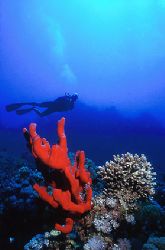 Red Sea - Deep South Egypt - Nikonov V - 20mm lens by Eduardo Lima 